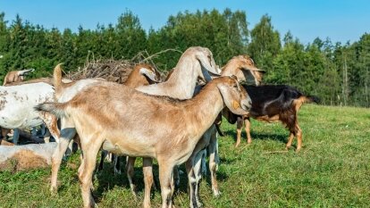 Kozie sery tworzone z pasją przez Martę