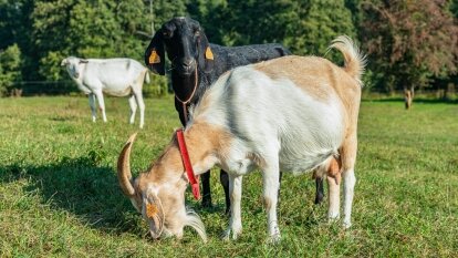 Kozie sery tworzone z pasją przez Martę