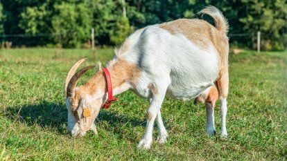 Kozie sery tworzone z pasją przez Martę